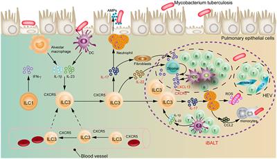 Commentary: Group 3 innate lymphoid cells mediate early protective immunity against tuberculosis